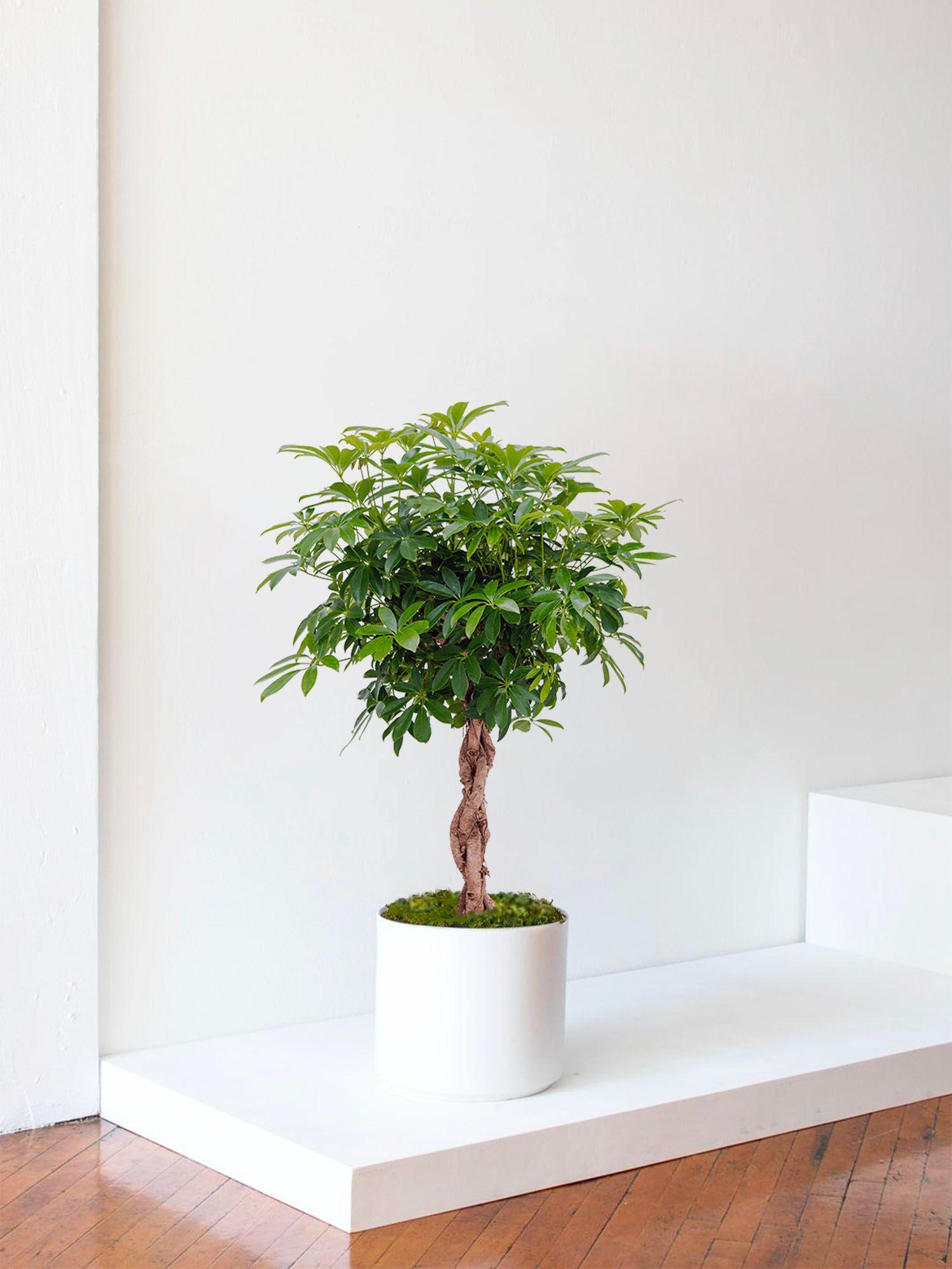 Arbre Schefflera