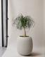 Ponytail Palm