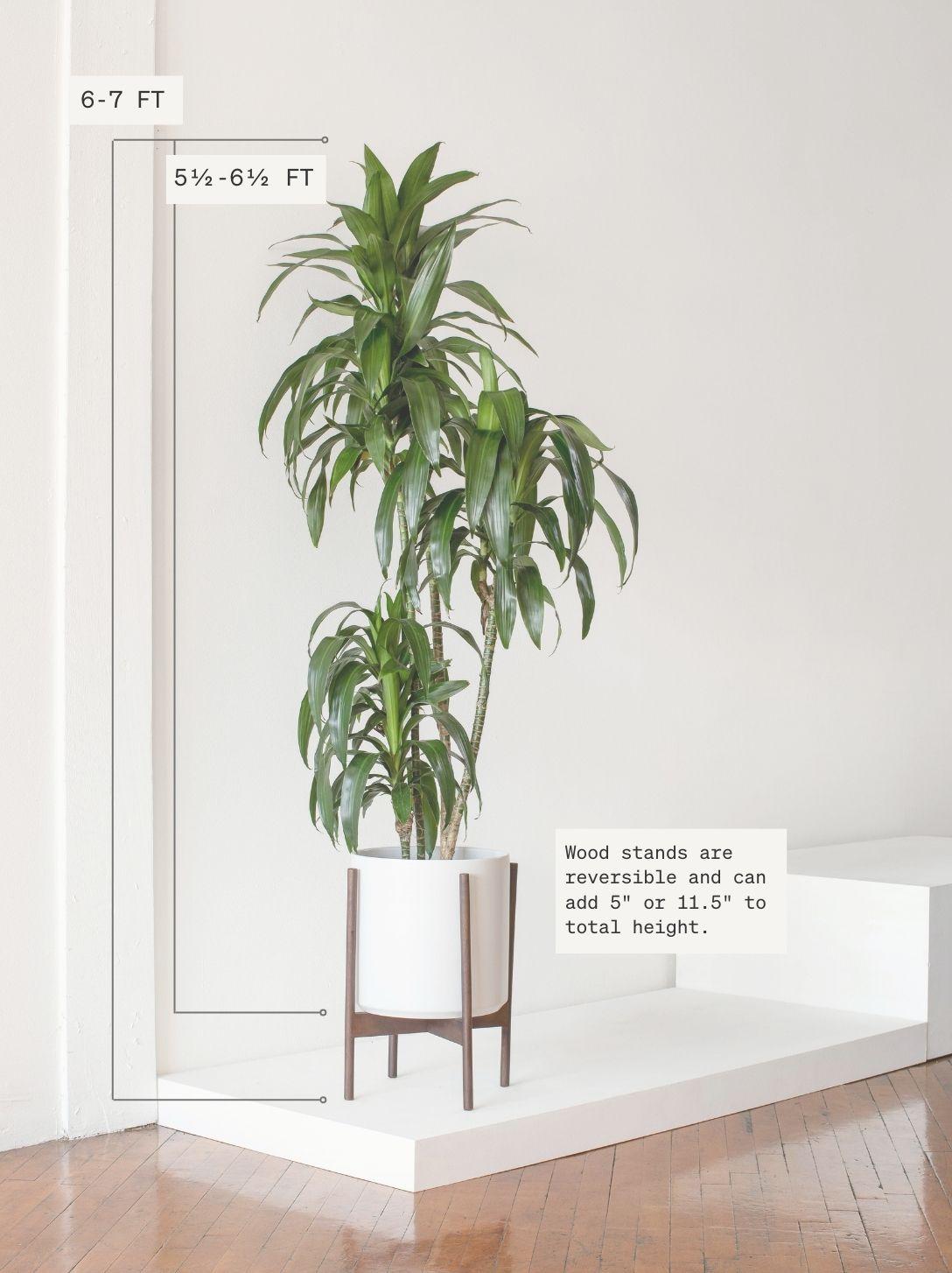 Dracaena Lisa