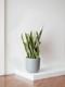Snake Plant Laurentii