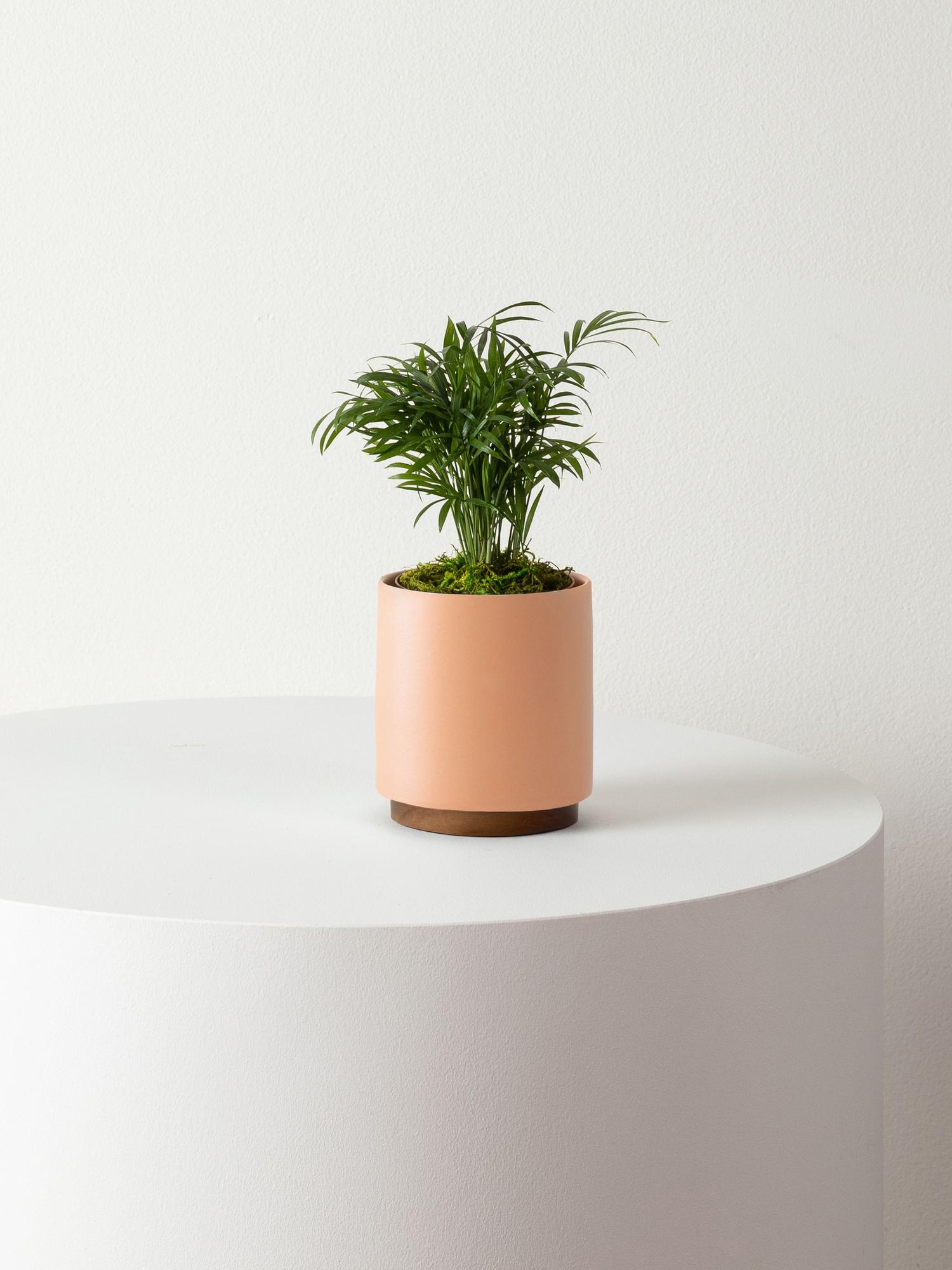 Parlor Palm - Coral Mid-Century Ceramic & Dark Wood Plinth 