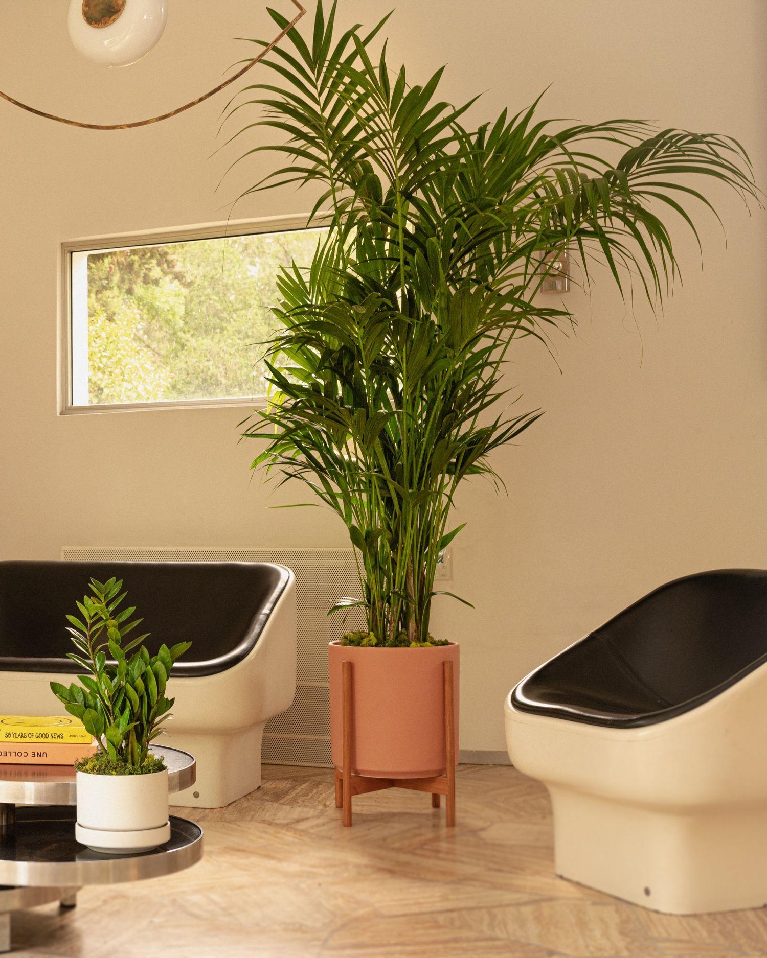 Kentia Palm
