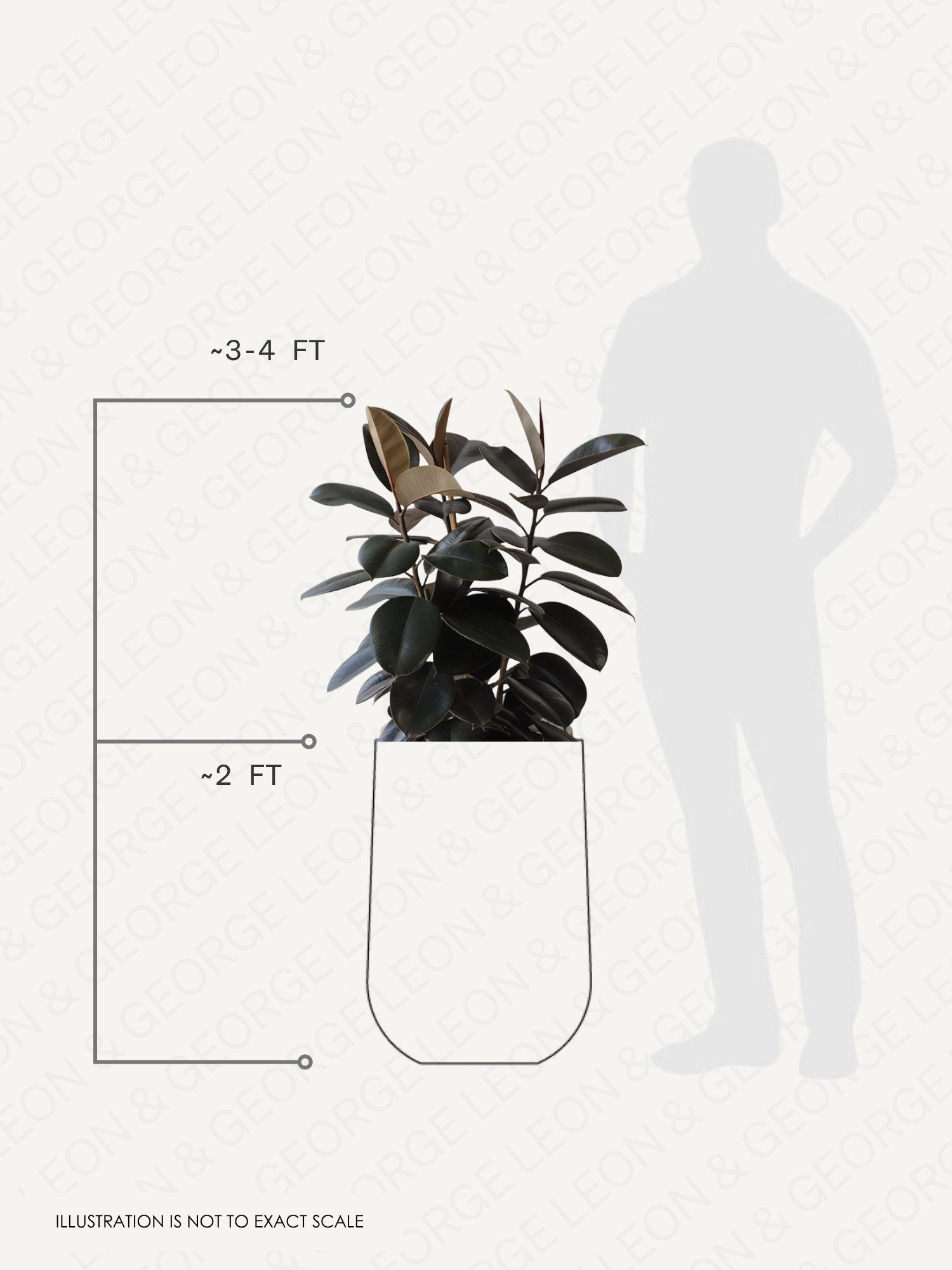 Rubber Tree