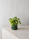 Philodendron Brasil