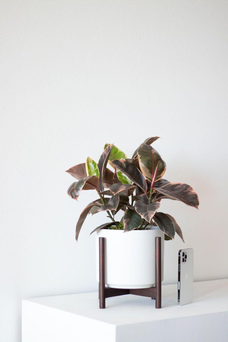 Pink Rubber Plant