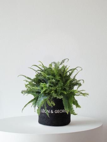 indoor plants picture