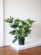 Hope Philodendron