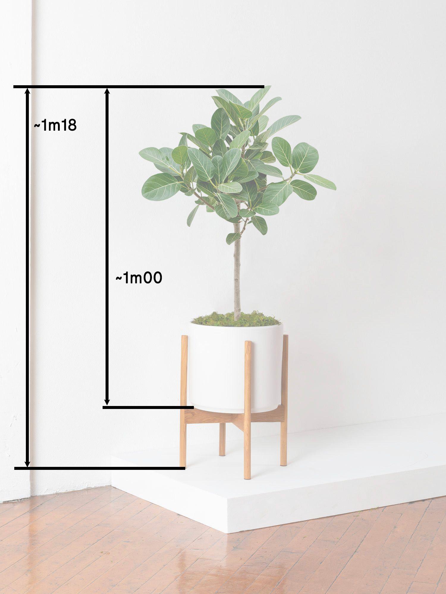 Arbre Ficus Audrey
