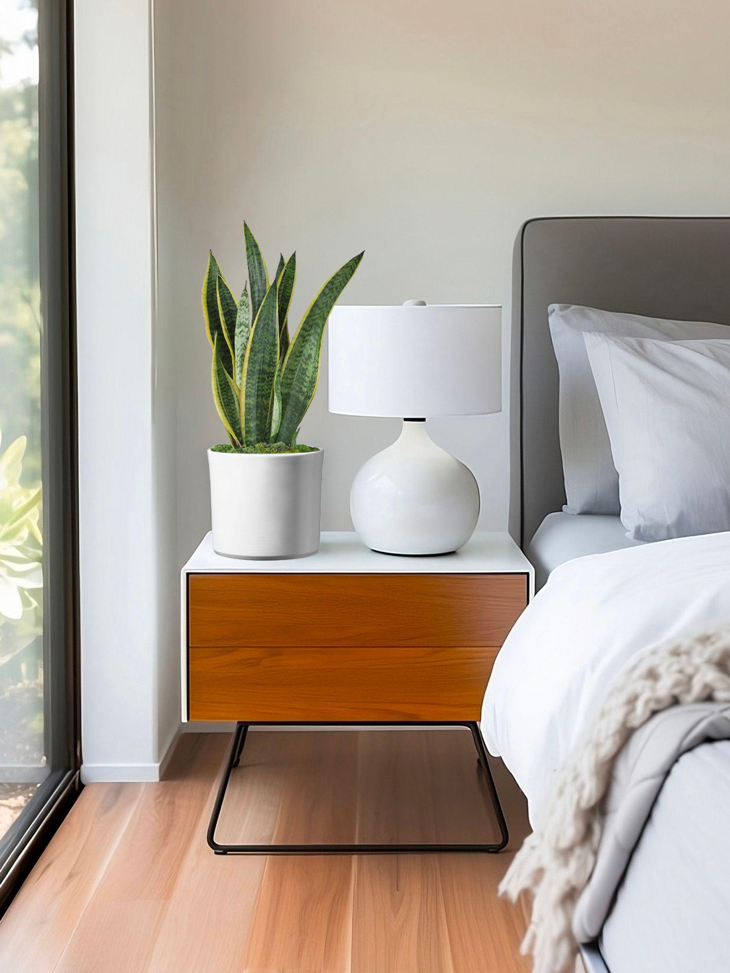 Certaines plantes font plus que décorer : elles respirent avec vous. Notre sélection de plantes dépolluantes filtre naturellement les composés volatils présents dans l'air et redonne à votre intérieur une atmosphère plus saine, plus vivante.