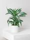Dracaena Fragrans Jade Jewel