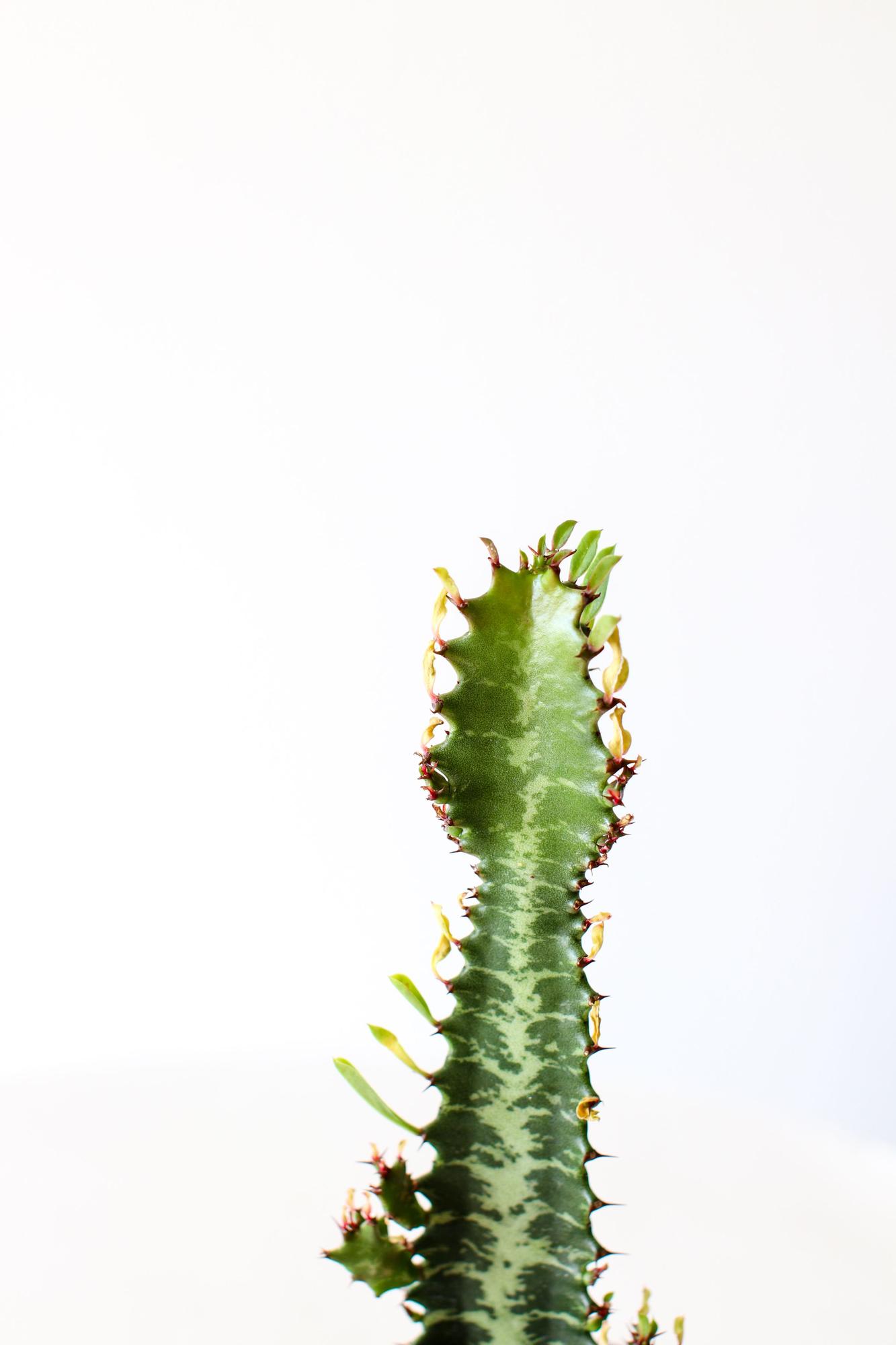 Euphorbia Trigona