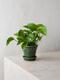 Jade Pothos