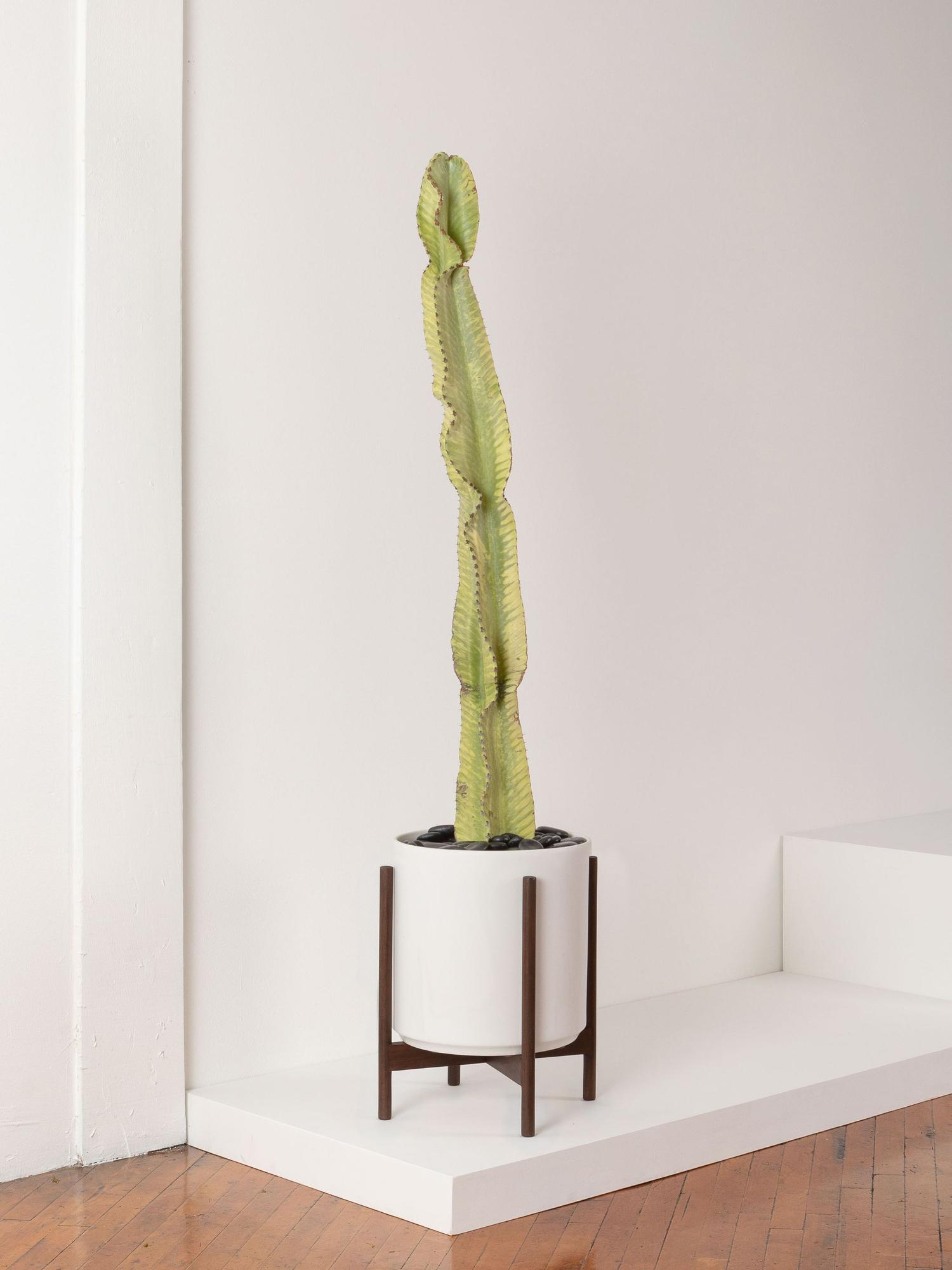 Desert Cactus