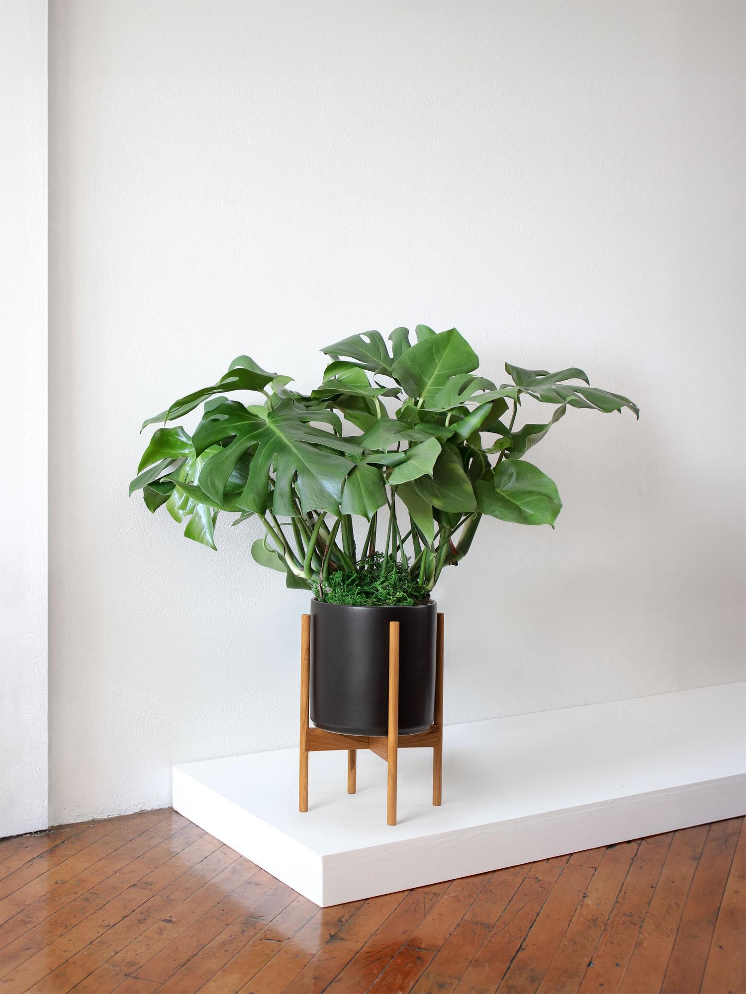Monstera Deliciosa - Black Mid-Century Ceramic & Light Wood Stand 