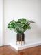 Monstera Deliciosa