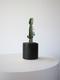 Euphorbia Trigona