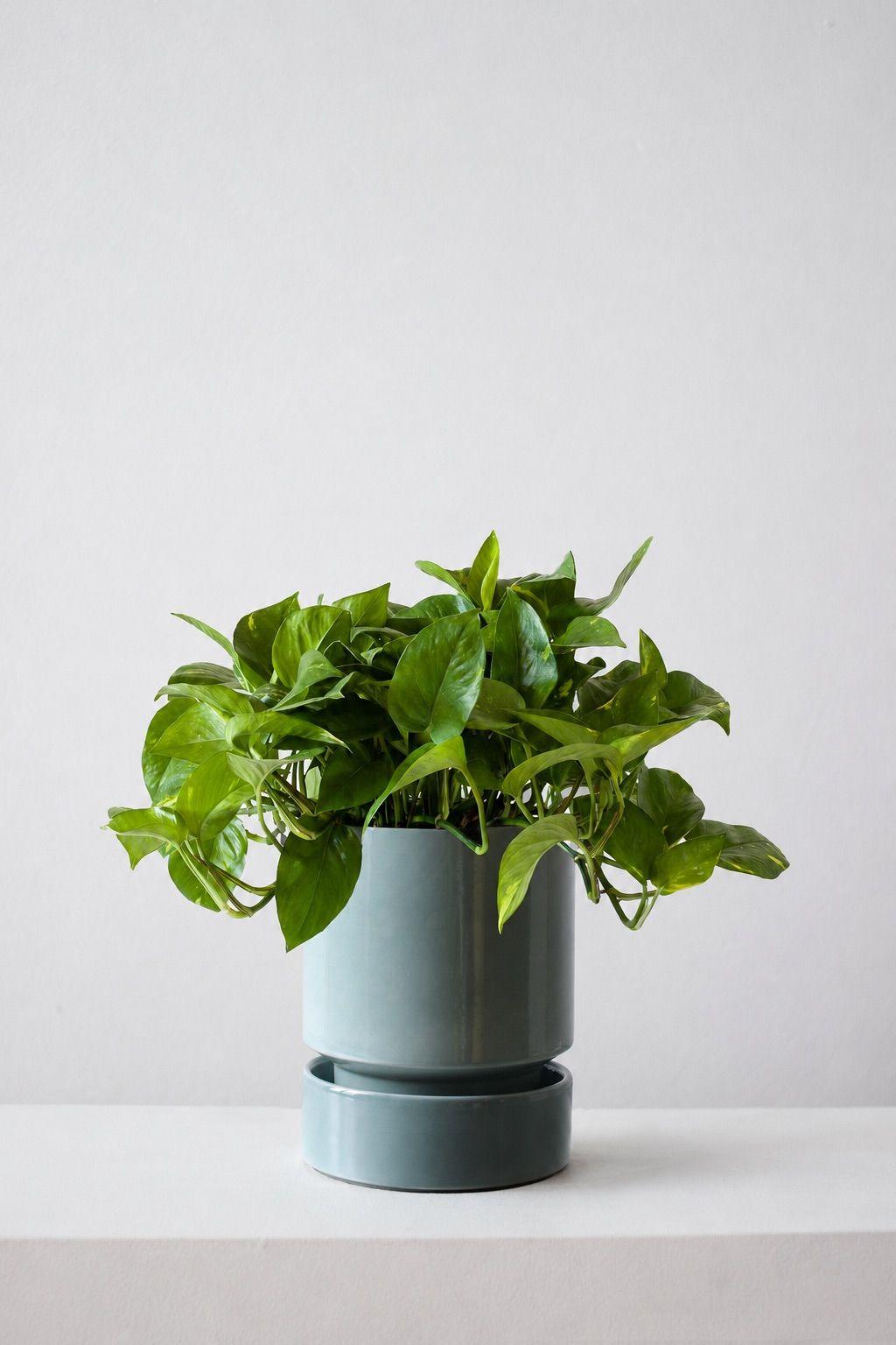 Cascading Pothos - Mist With Saucer 