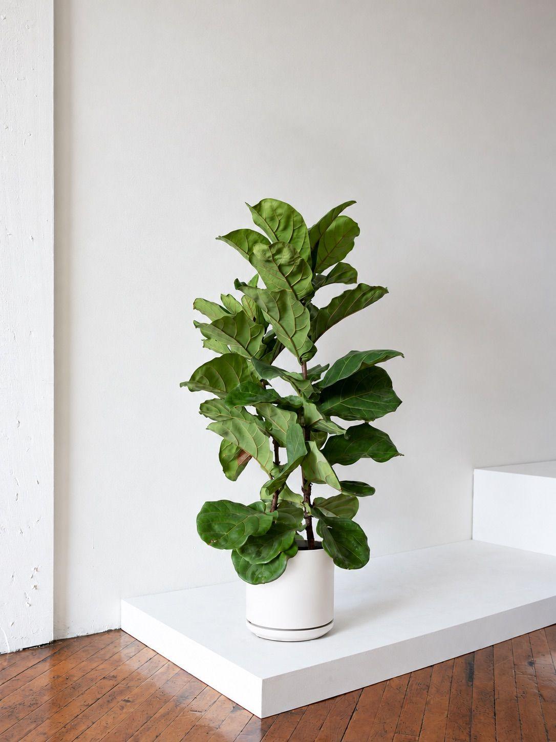 Fiddle Leaf Fig Bush - White Foundation Ceramic 