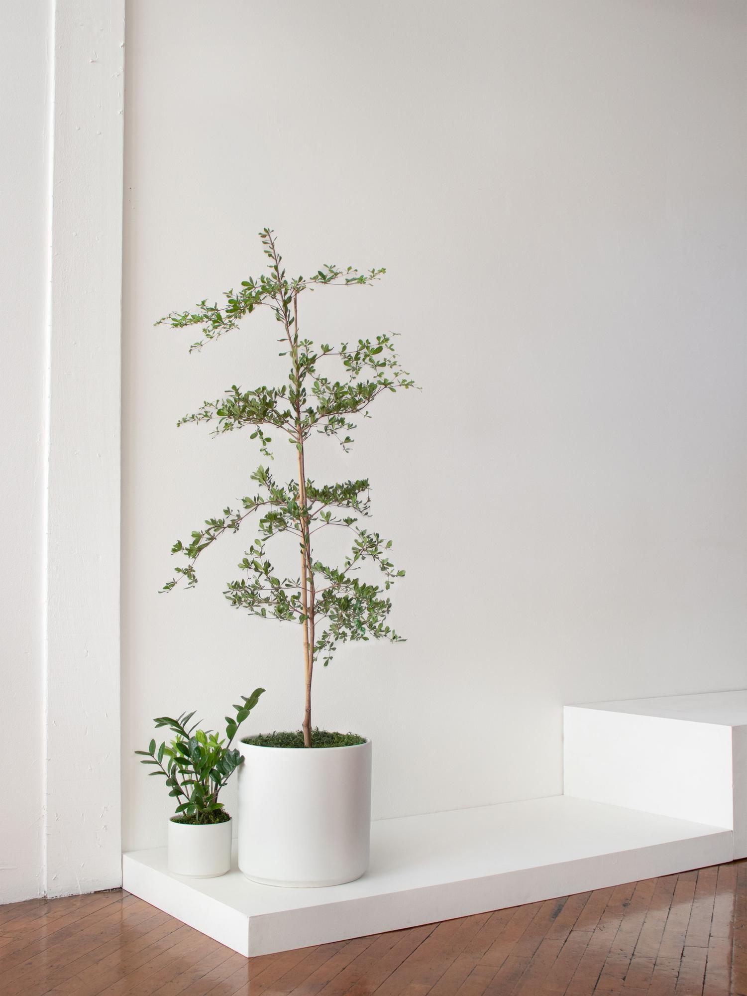 Black Olive Tree