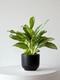 Silver Evergreen