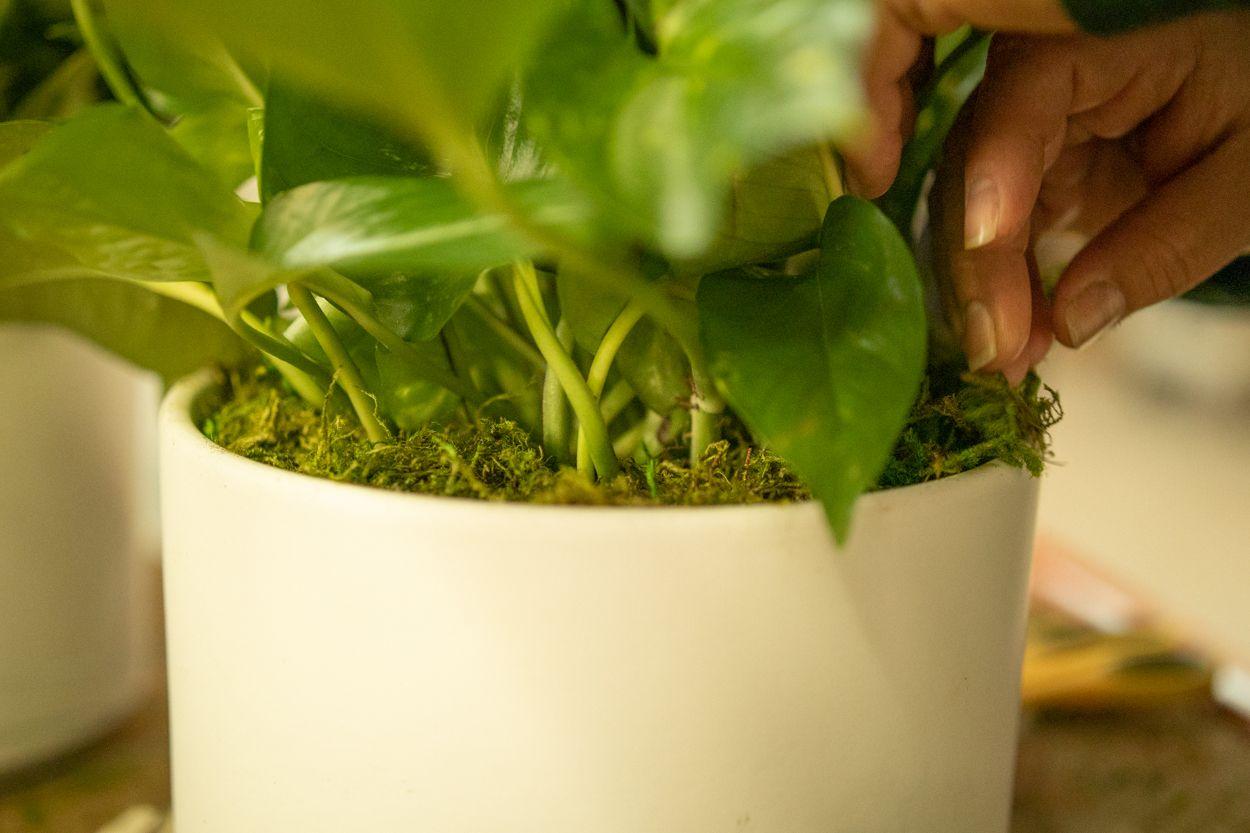 Preserved Forest Moss