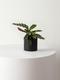Calathea Rattlesnake