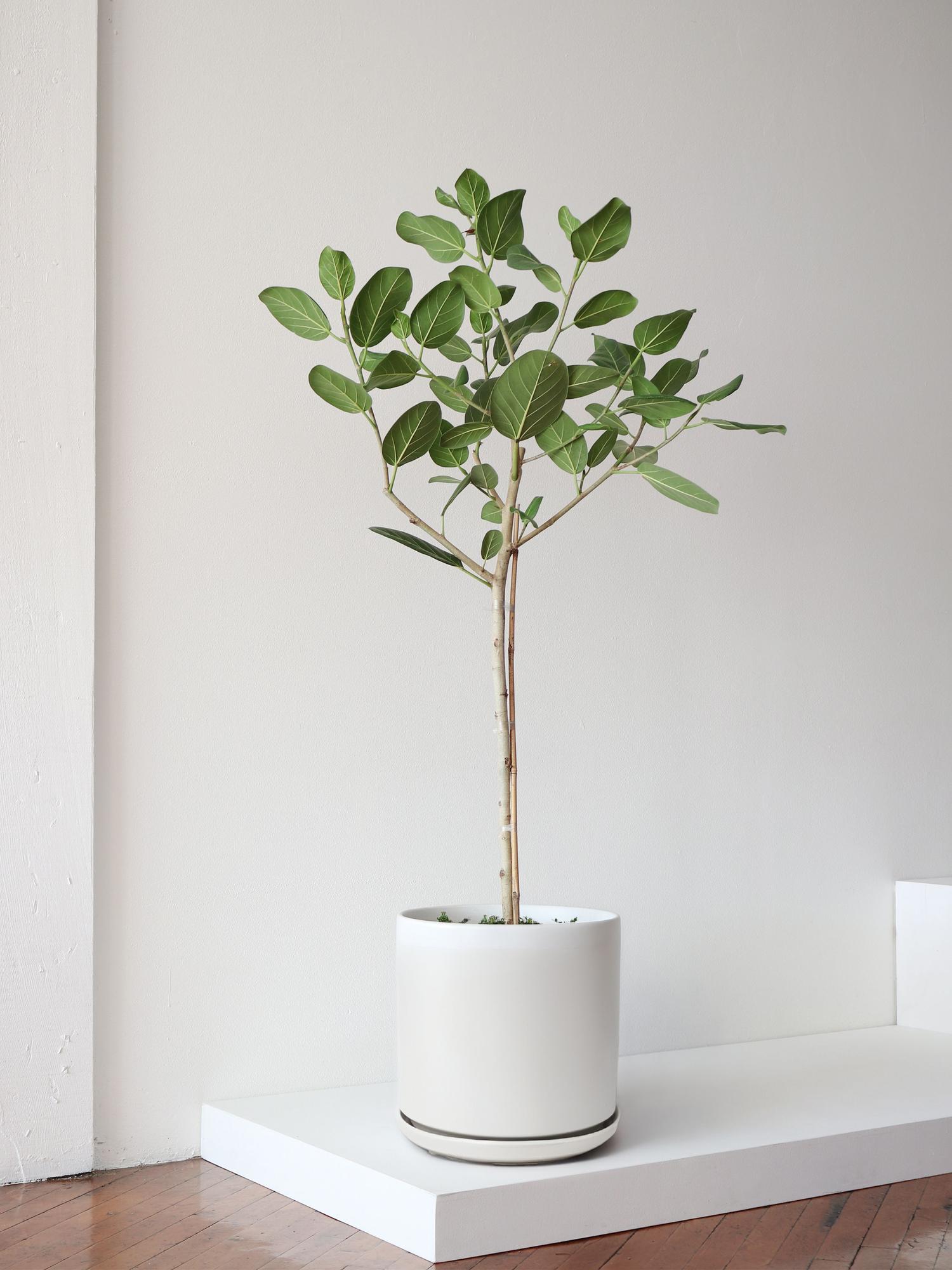 Ficus Audrey Tree
