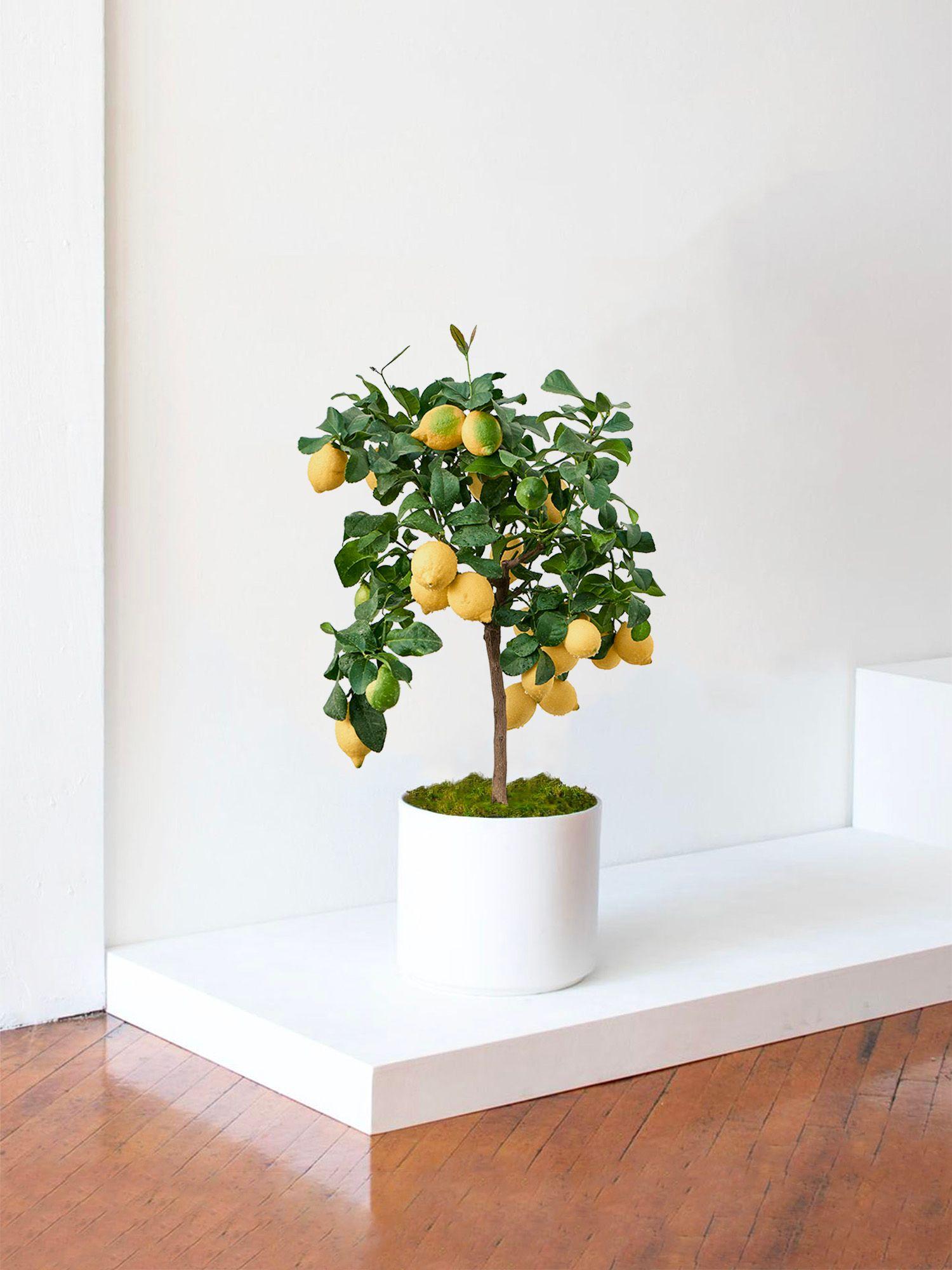 Citronnier