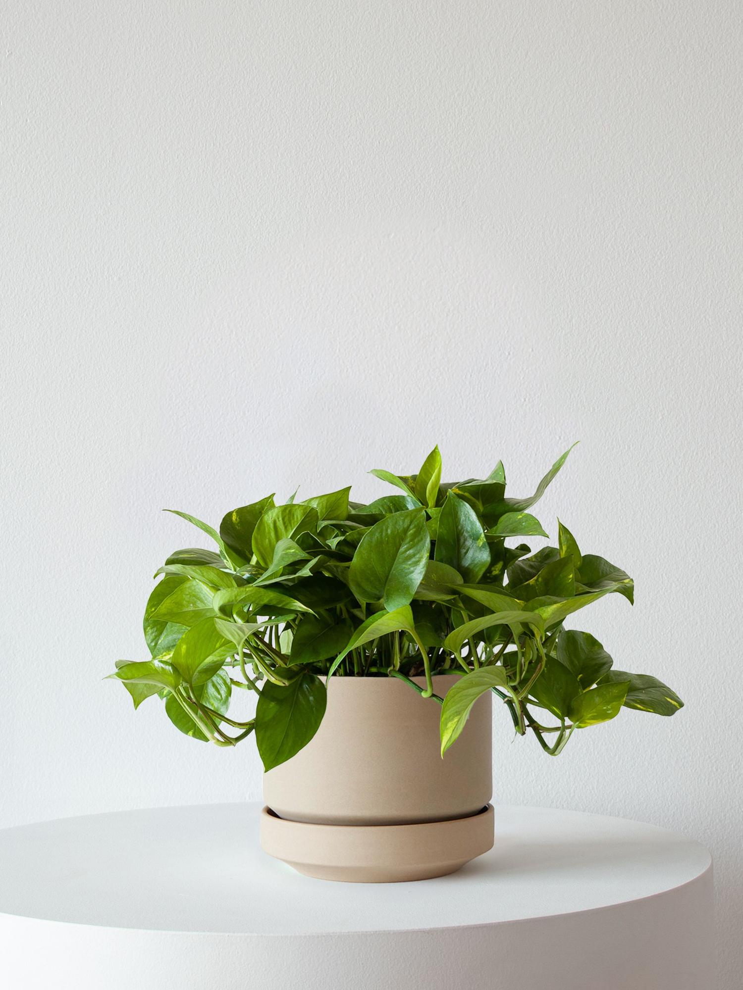 Cascading Pothos - Sand Scandinavian Ceramic 