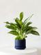 Silver Evergreen