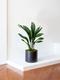 Aspidistra Elatior