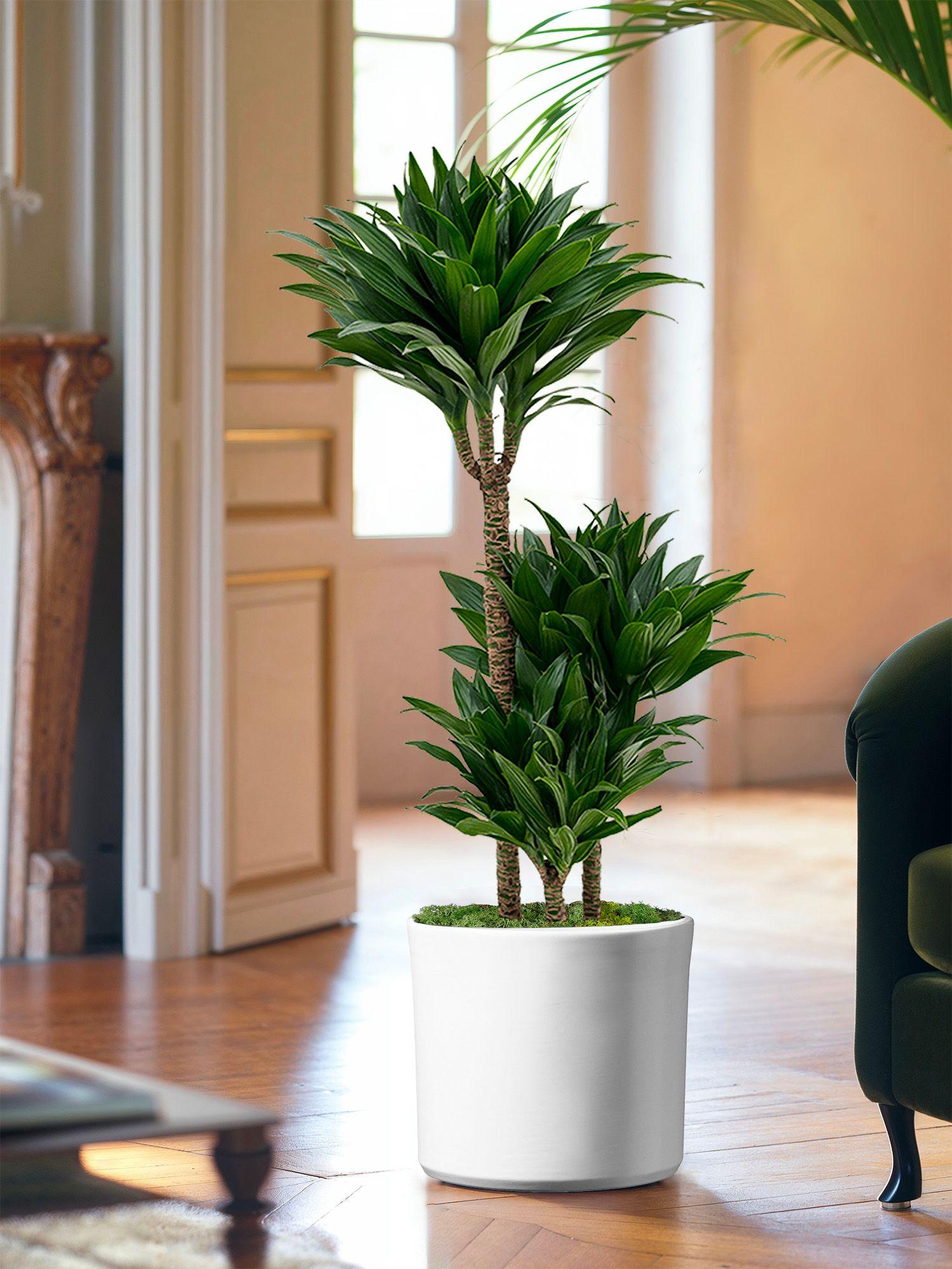 Pas besoin d'avoir la main verte. Nos plantes faciles d'entretien sont choisies pour leur robustesse : elles demandent peu d'eau, supportent une lumière modérée et pardonnent les oublis. Le vert chez soi, sans contrainte.