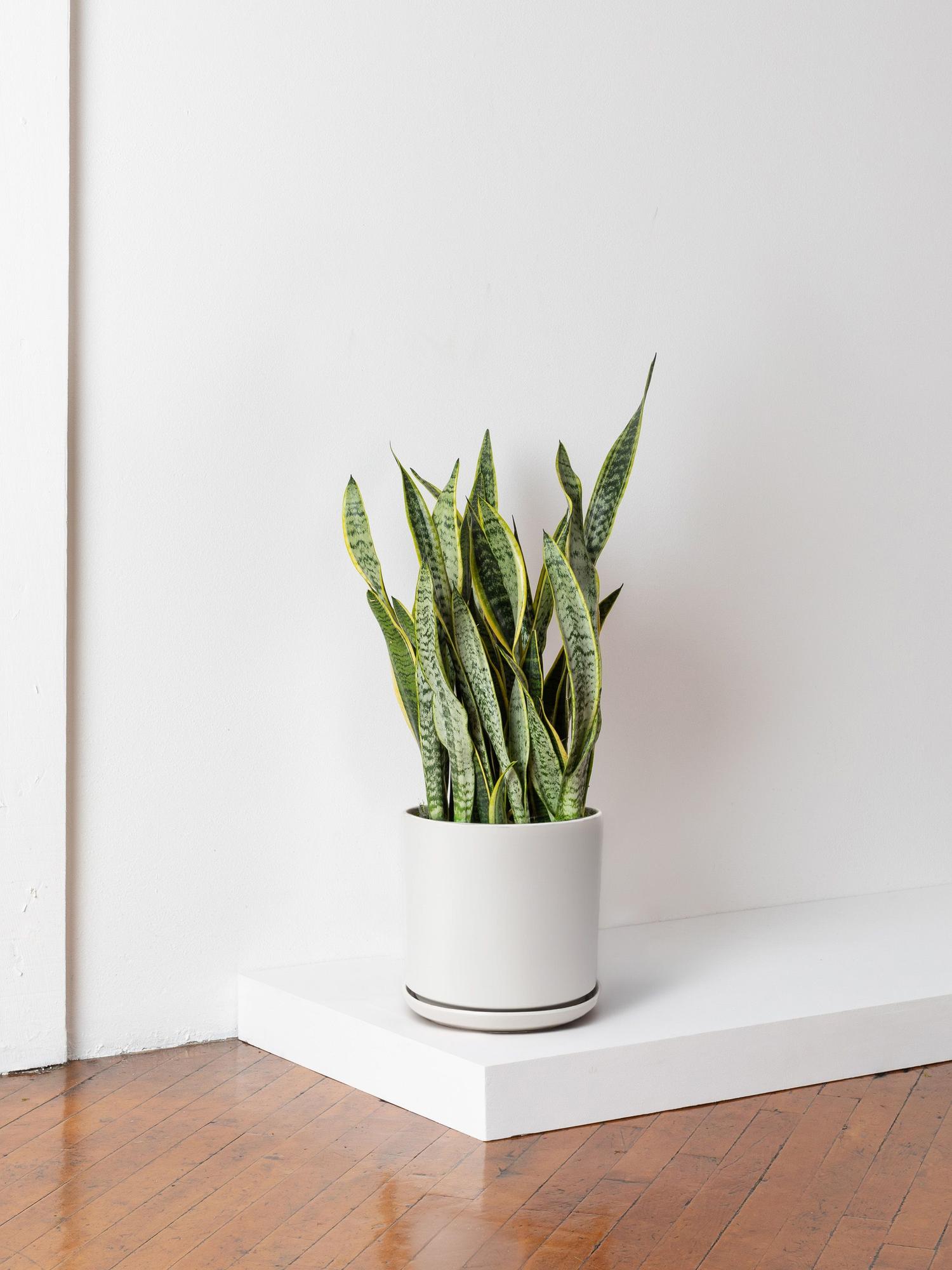 Snake Plant Laurentii
