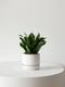 Dracaena Compacta