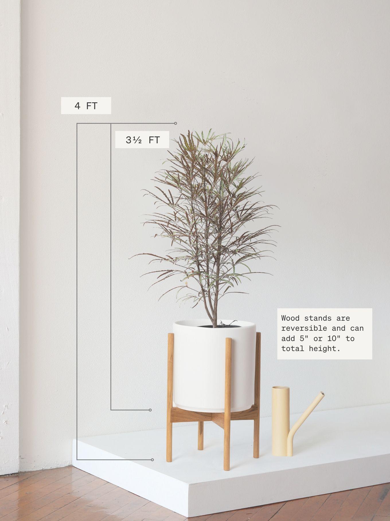 False Aralia