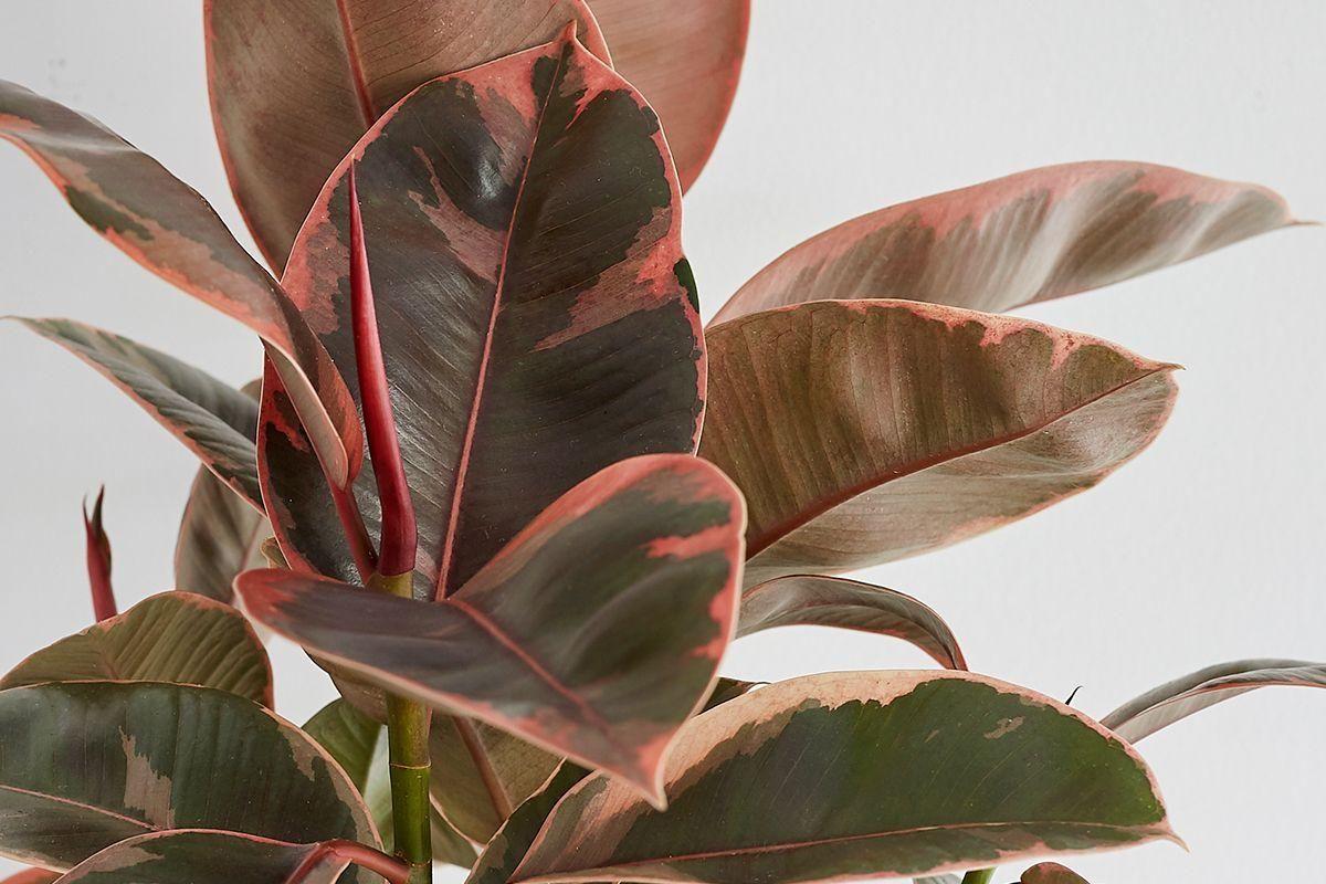 Ruby Rubber Plant
