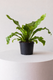 Bird's Nest Fern