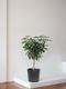 Braided Schefflera Tree