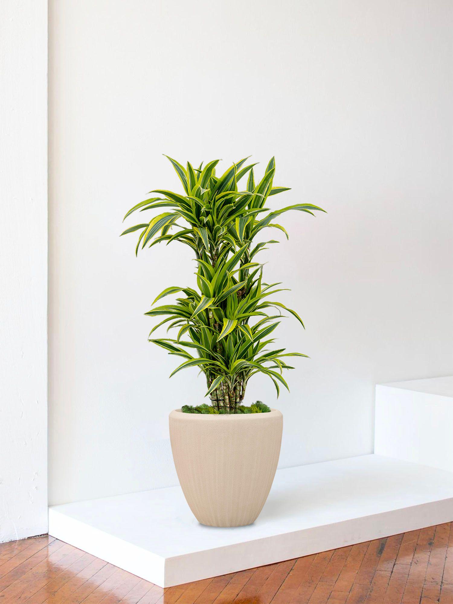 Dracaena Fragrans Lemon Lime - Le 30 - Maia calcaire 