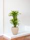Dracaena Fragrans Lemon Lime