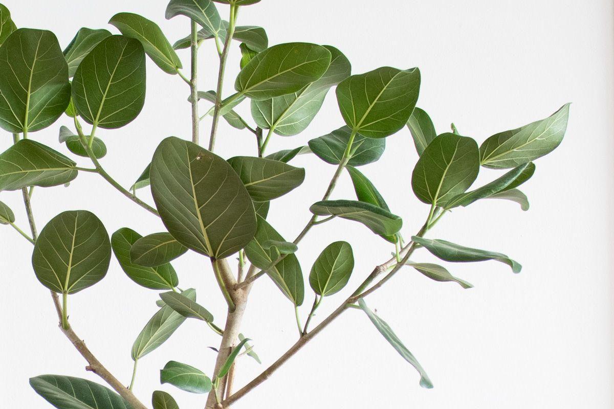 Arbre Ficus Audrey