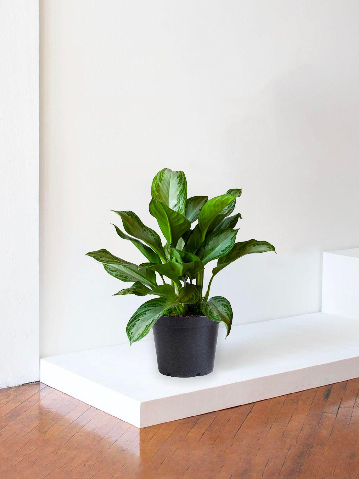 Silver Evergreen
