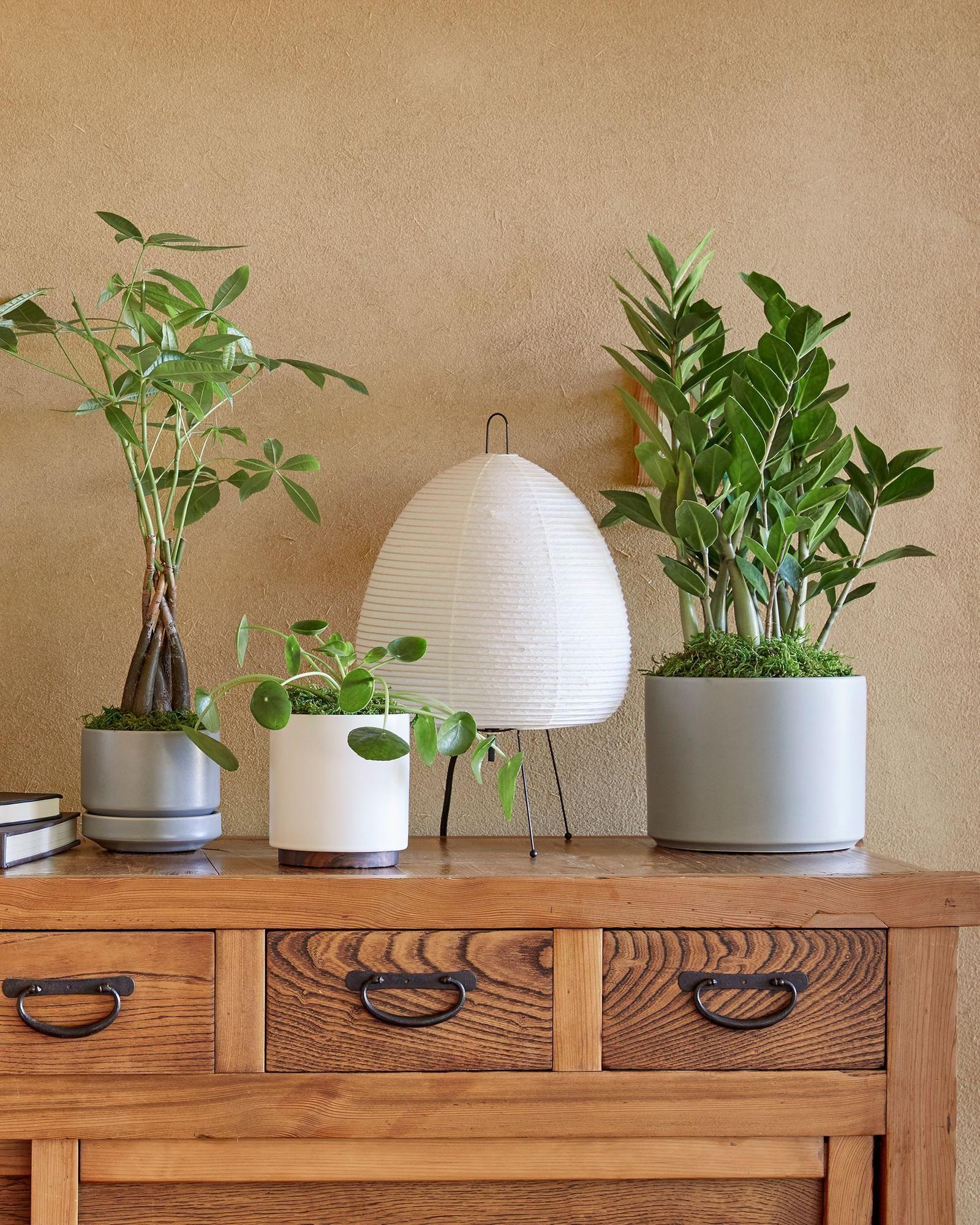 Pilea Peperomioides