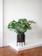 Monstera Deliciosa
