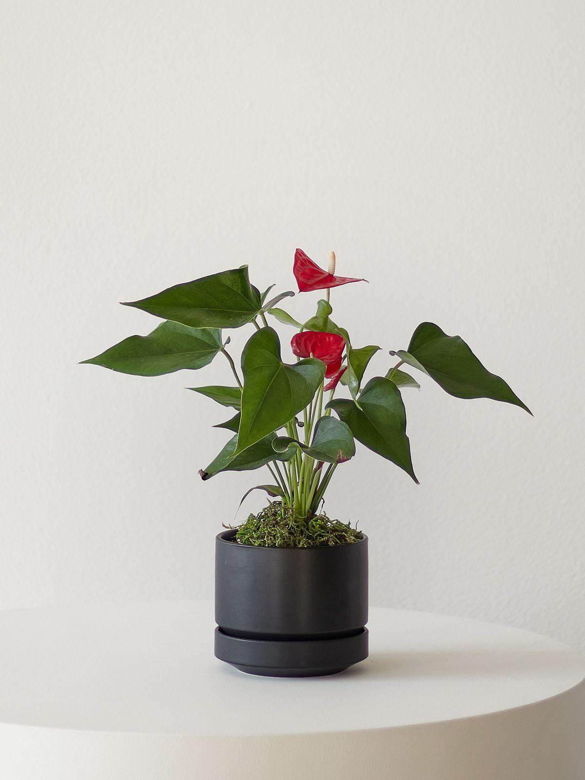 Anthurium - King of Hearts in Scandinavian - Small - Black Scandinavian Ceramic 