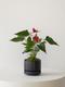 Anthurium - King of Hearts