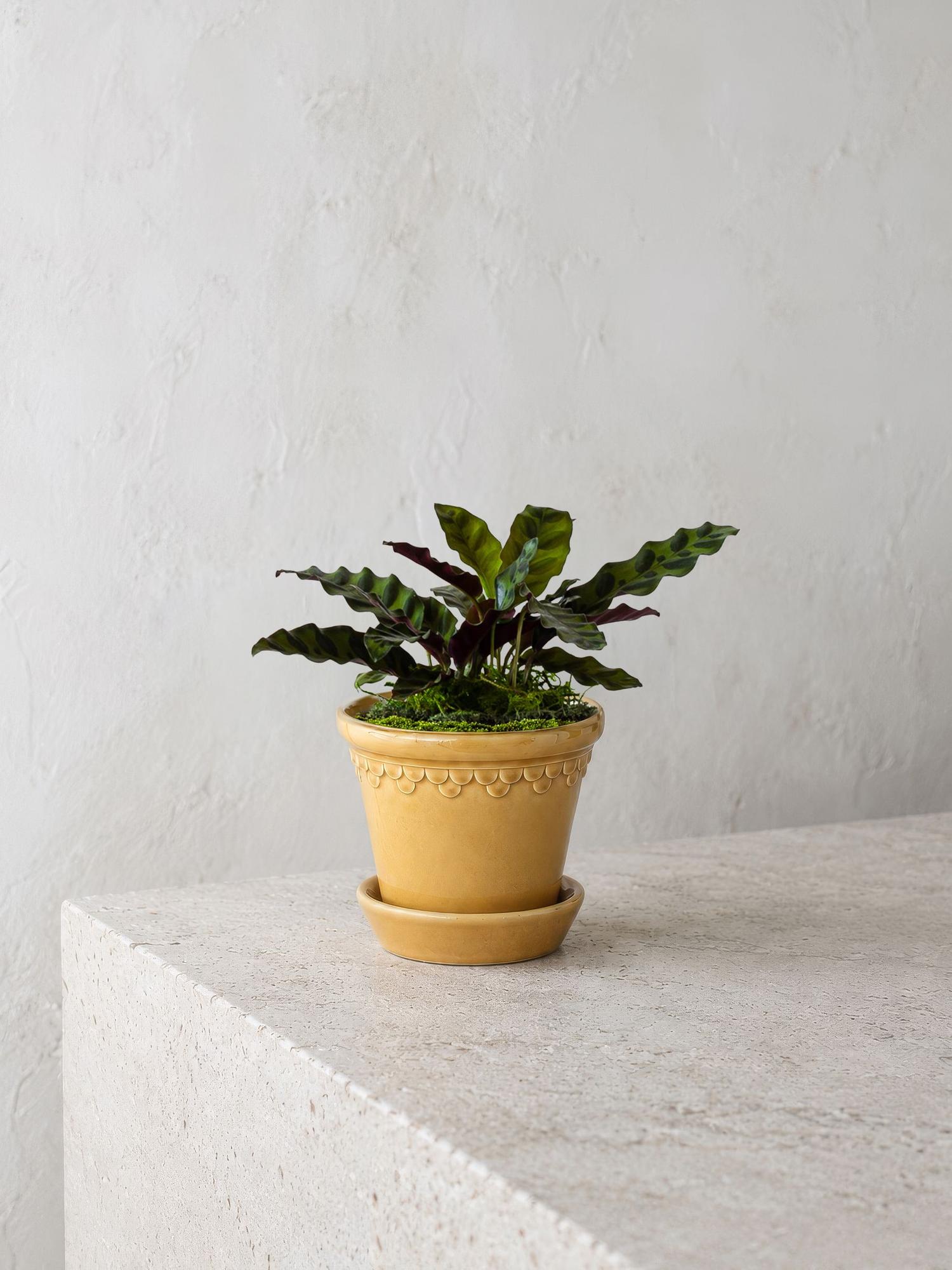 Calathea Rattlesnake