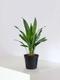 Aspidistra Elatior Milky Way