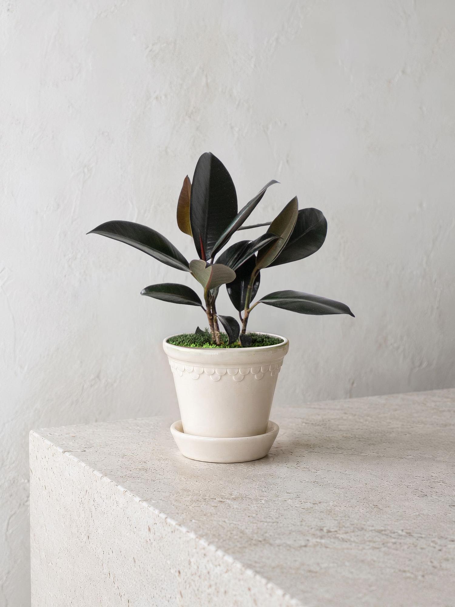 Rubber Plant