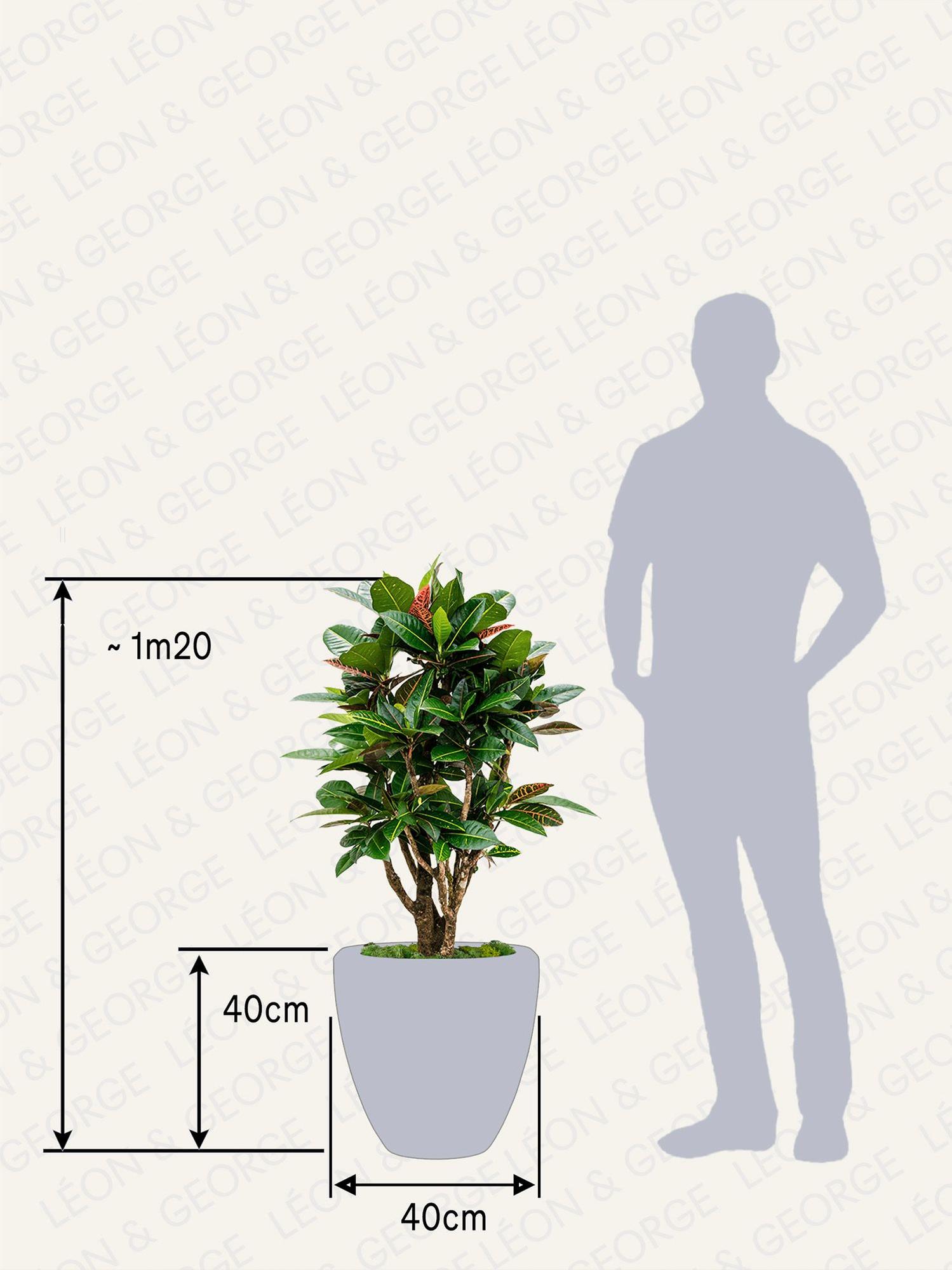 Croton Golden Petra